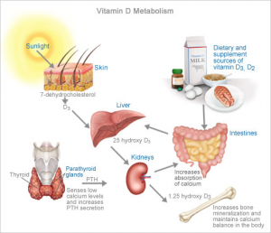 vitamin-d-metabolism